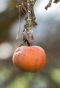 pomme 38 liste